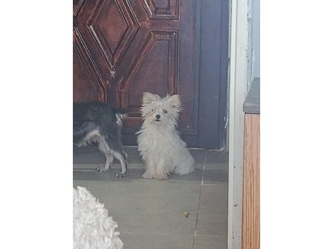 Tatlış yorkshire terrier bebek