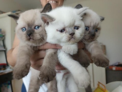Minik british shorthair patiler