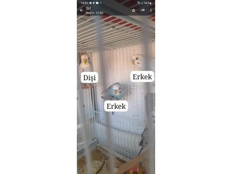 Sahiplendirme erkek dişi muhabbet kuşu
