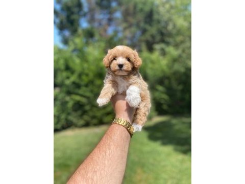 Erkek maltipoo yavrumuz