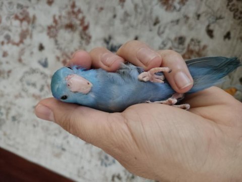 3,4 aylık erkek forpus papağanı evcil