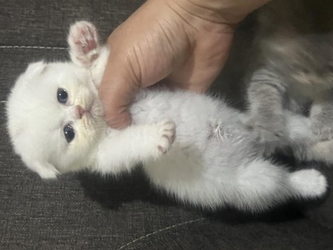 Dünya tatlısı scottish fold yavrular