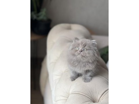 A kalite british longhair yavrum