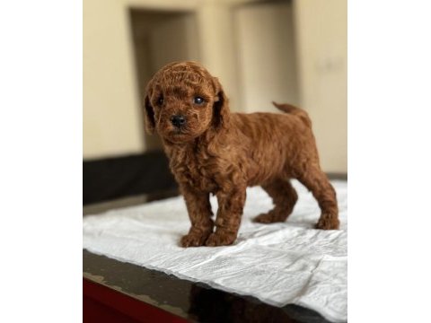 Ev ortamında doğup büyütülmüş toy poodle