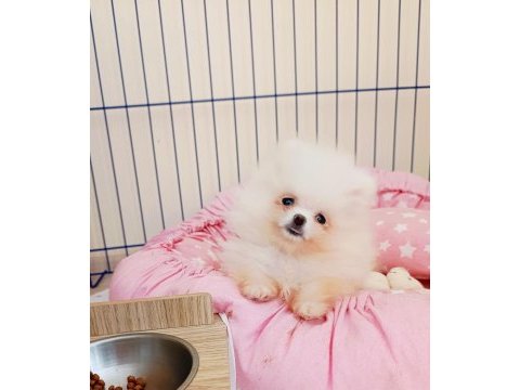 Pomeranian boo teacup süt beyaz kızımız