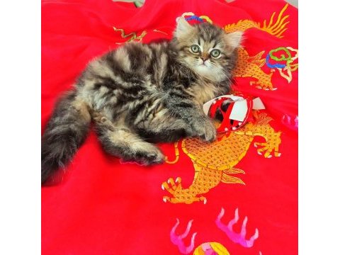 Yavru british shorthair