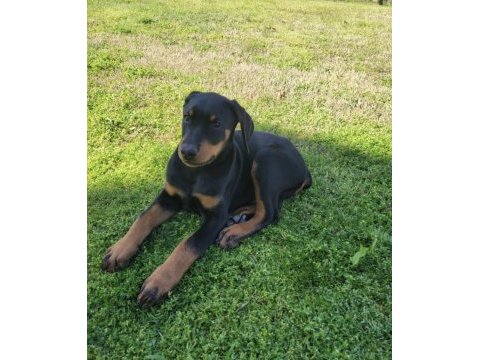 Sağlık ve ırk garantili doberman