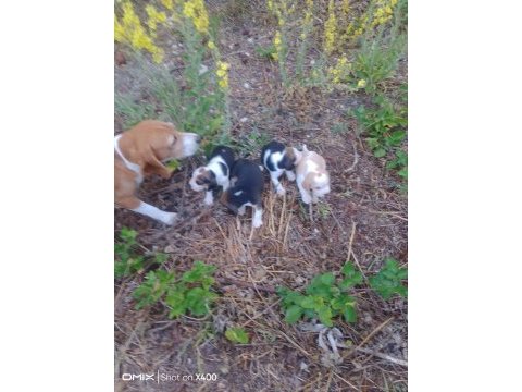 Sevimli safkan beagle yavrular