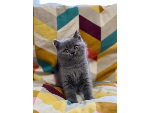 Oyuncu british shorthair yavrumuz