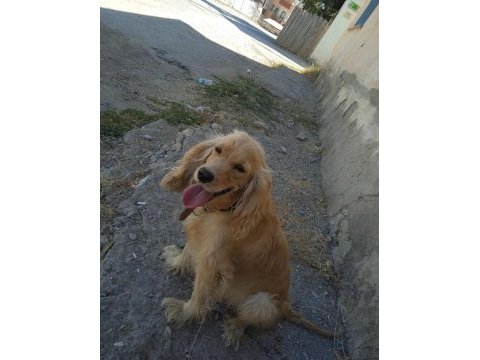 Eğitimli american cocker kızan döneminde