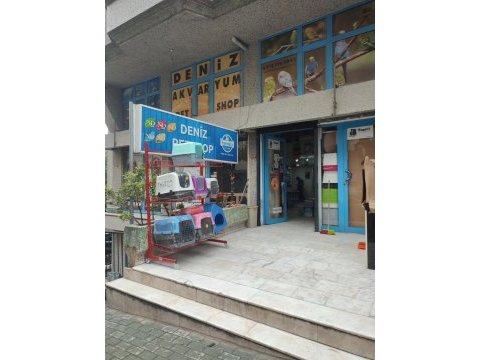 Elden inmeyen sultan papağanları