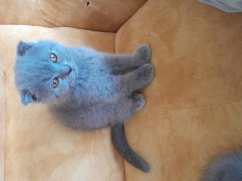 2 aylık scottish fold mama ve tuvalet eğitimi var