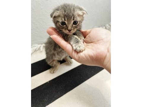 Scottish fold erkek british shorthair dişi yavrular