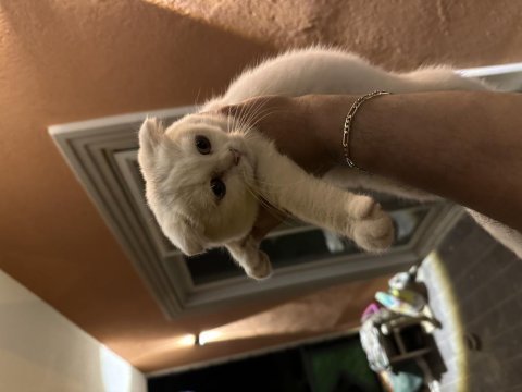 Acil çok uyguna british shorthair