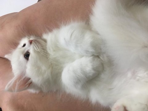 Pamuk şekeri british longhair