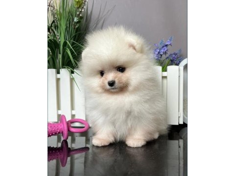 Pomeranian boo @ppuppypawbodrum