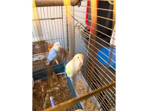 2 yaşında sevda mutasyon çift takım yavrulu