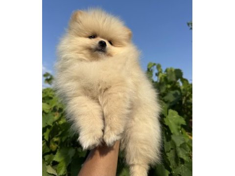 Pomeranian boo köpekler
