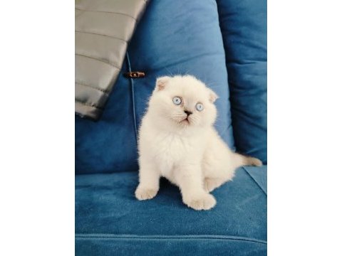 Scottish fold yavruları