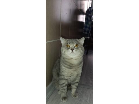 Yuva arıyor! 1,5 yaşında british shorthair