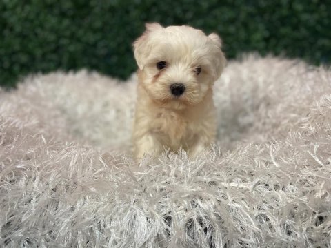 Maltese bebekler