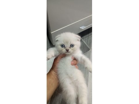 Yavru yeni mama yemeye başladı kedilerim