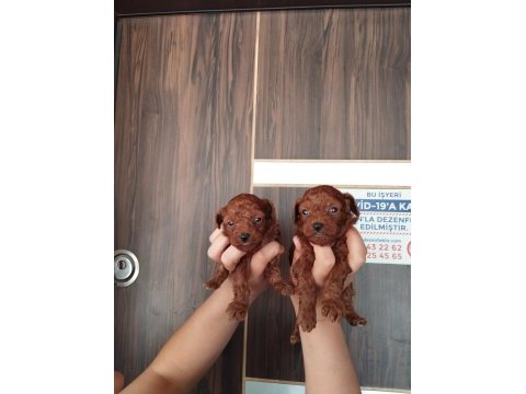 Kore red brown micro poodle bebekler