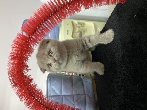 Scottish fold lilac