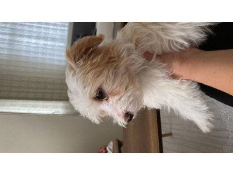 Yavru 3-4 aylık maltipoo