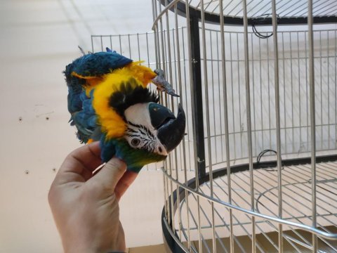 Full evcil insan ayırmaz konuşan macaw
