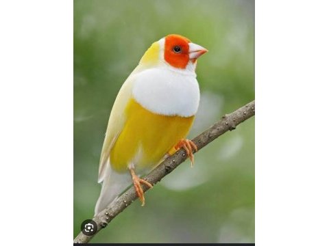 2024 doğumlu gökkuşağı golden finch