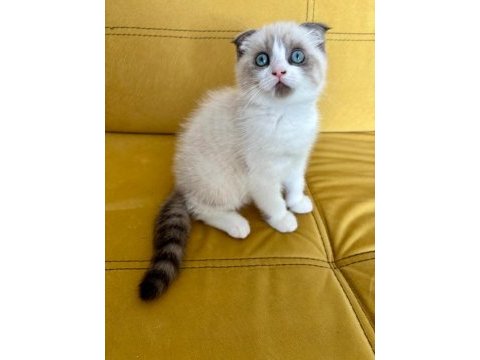 Satılık scottish fold yavrusu
