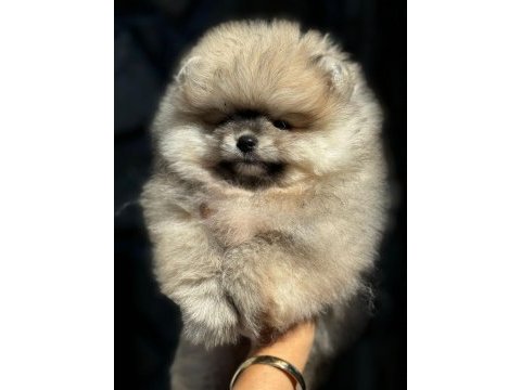 Petmode köpek çiftliğinden tea cup pomeranian boo