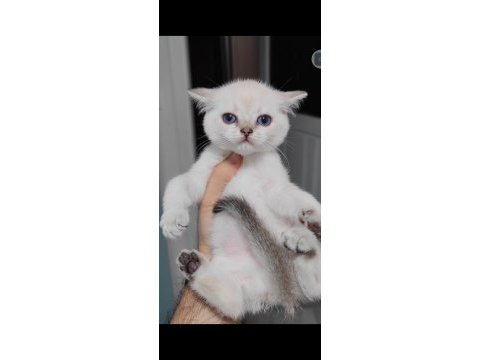 British shorthair kedisi