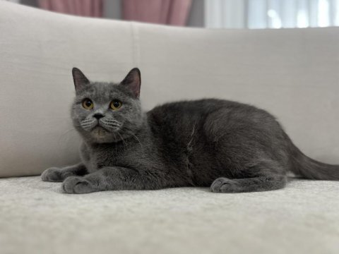 Gri british shorthair dişi kediler