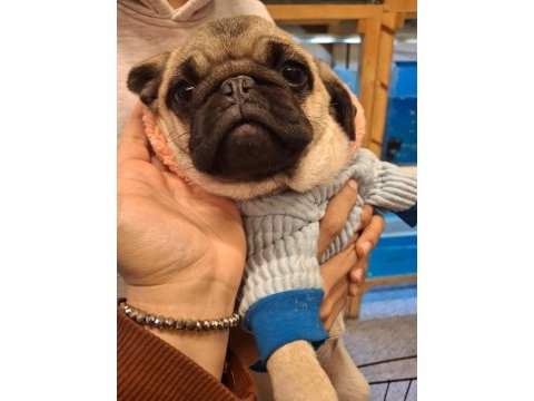 Pug köpeğimiz