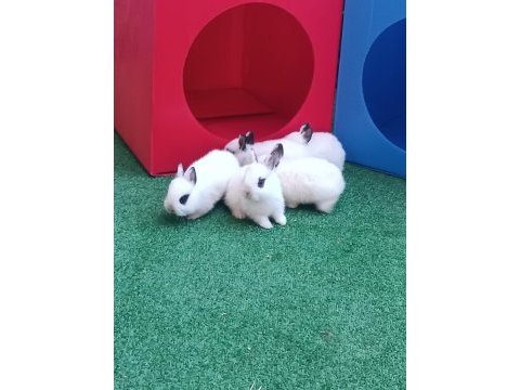 Cüce tavşan safkan
