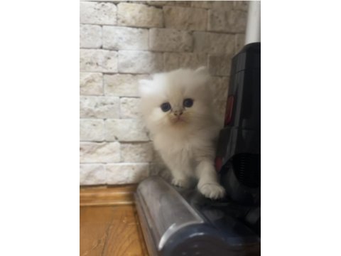 Pofuduk oyıncak tipinde sevimli bebek kediler