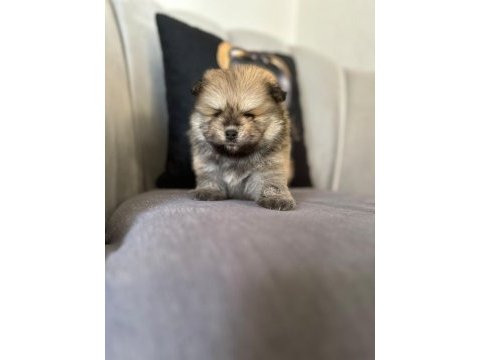 Erkek ayıcık pomeranian