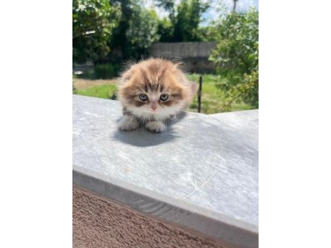 Kedimiz karamel yeni yuvasını arıyor
