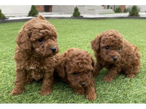 Poodle yavrular