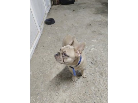 1 yaşında escobar egzotik silver fawn french bulldog
