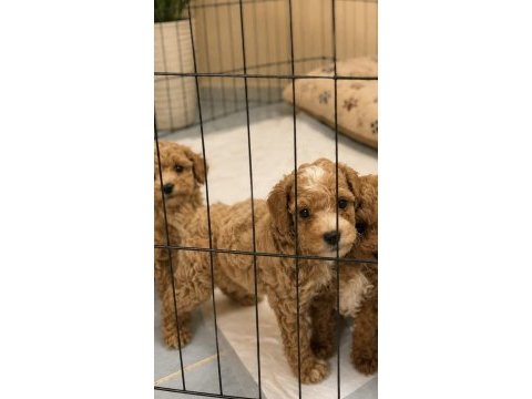 Üst düzey mini boy maltipoo yavrumuz