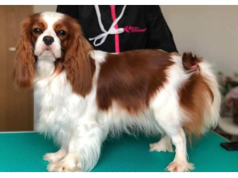 A kalite cavalier king charles yavrular