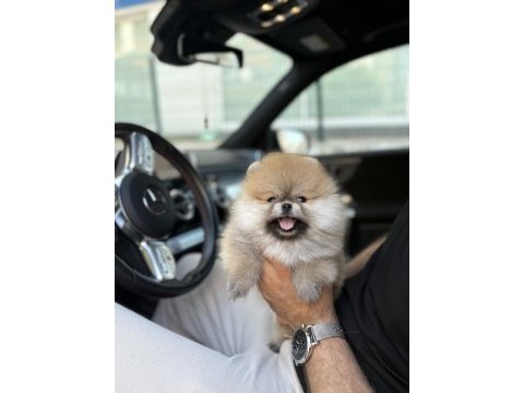 Teddy pomeranian prenses