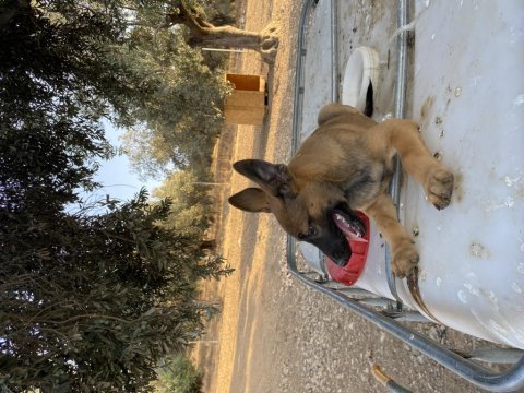 Belçika malinois