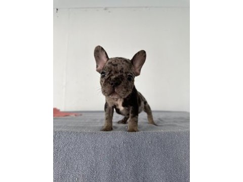 A kalite erkek black merle french bulldog