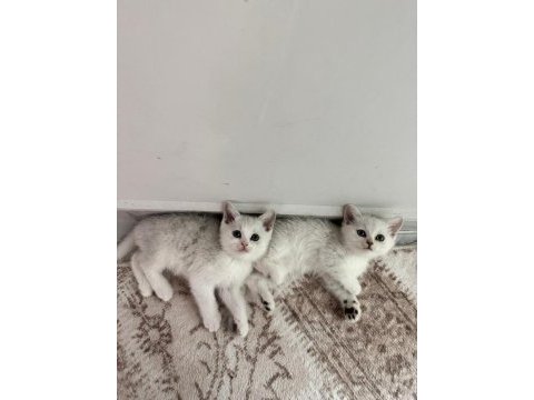 2 aylık british shorthair yavrular
