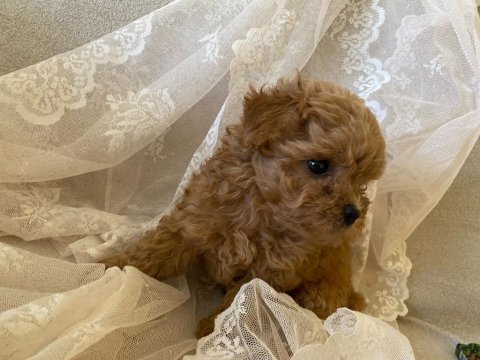 Orjinal kore maltipoo