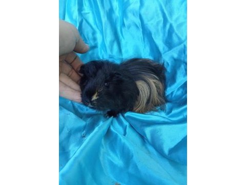 Harika sheltie erkek yavru ginepig